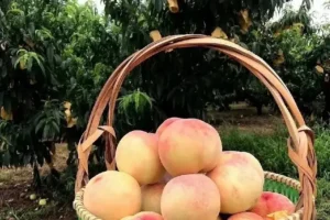 ca