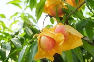 76